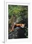 Red Panda Resting on Rock-DLILLC-Framed Photographic Print