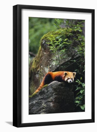 Red Panda Resting on Rock-DLILLC-Framed Photographic Print