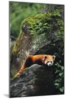 Red Panda Resting on Rock-DLILLC-Mounted Photographic Print