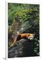 Red Panda Resting on Rock-DLILLC-Framed Photographic Print