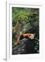 Red Panda Resting on Rock-DLILLC-Framed Photographic Print