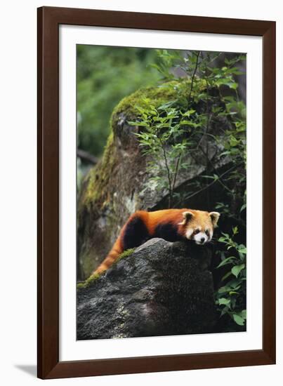 Red Panda Resting on Rock-DLILLC-Framed Photographic Print