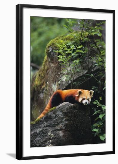 Red Panda Resting on Rock-DLILLC-Framed Photographic Print