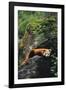 Red Panda Resting on Rock-DLILLC-Framed Photographic Print