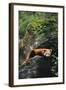 Red Panda Resting on Rock-DLILLC-Framed Photographic Print