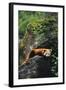 Red Panda Resting on Rock-DLILLC-Framed Photographic Print