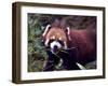 Red Panda Shining Cat Eating Bamboo, Chengdu, Sichuan, China-William Perry-Framed Photographic Print