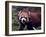 Red Panda Shining Cat Eating Bamboo, Chengdu, Sichuan, China-William Perry-Framed Photographic Print