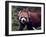 Red Panda Shining Cat Eating Bamboo, Chengdu, Sichuan, China-William Perry-Framed Photographic Print