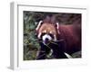 Red Panda Shining Cat Eating Bamboo, Chengdu, Sichuan, China-William Perry-Framed Photographic Print