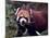 Red Panda Shining Cat Eating Bamboo, Chengdu, Sichuan, China-William Perry-Mounted Photographic Print