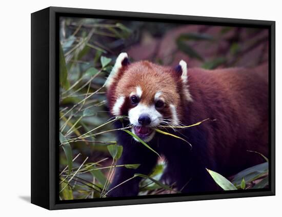 Red Panda Shining Cat Eating Bamboo, Chengdu, Sichuan, China-William Perry-Framed Stretched Canvas