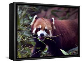 Red Panda Shining Cat Eating Bamboo, Chengdu, Sichuan, China-William Perry-Framed Stretched Canvas