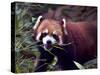 Red Panda Shining Cat Eating Bamboo, Chengdu, Sichuan, China-William Perry-Stretched Canvas