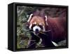 Red Panda Shining Cat Eating Bamboo, Chengdu, Sichuan, China-William Perry-Framed Stretched Canvas