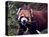 Red Panda Shining Cat Eating Bamboo, Chengdu, Sichuan, China-William Perry-Stretched Canvas