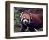 Red Panda Shining Cat Eating Bamboo, Chengdu, Sichuan, China-William Perry-Framed Photographic Print