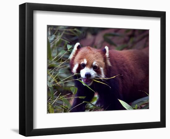 Red Panda Shining Cat Eating Bamboo, Chengdu, Sichuan, China-William Perry-Framed Photographic Print