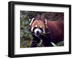 Red Panda Shining Cat Eating Bamboo, Chengdu, Sichuan, China-William Perry-Framed Photographic Print