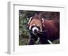 Red Panda Shining Cat Eating Bamboo, Chengdu, Sichuan, China-William Perry-Framed Photographic Print