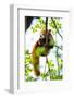 Red Panda Sleeping on a Branch-luckybusiness-Framed Photographic Print