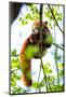 Red Panda Sleeping on a Branch-luckybusiness-Mounted Photographic Print