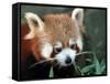 Red Panda, Taronga Zoo, Sydney, Australia-David Wall-Framed Stretched Canvas