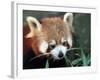 Red Panda, Taronga Zoo, Sydney, Australia-David Wall-Framed Photographic Print