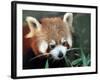 Red Panda, Taronga Zoo, Sydney, Australia-David Wall-Framed Photographic Print