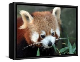 Red Panda, Taronga Zoo, Sydney, Australia-David Wall-Framed Stretched Canvas