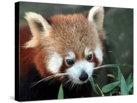 Red Panda, Taronga Zoo, Sydney, Australia-David Wall-Stretched Canvas