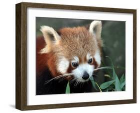 Red Panda, Taronga Zoo, Sydney, Australia-David Wall-Framed Photographic Print