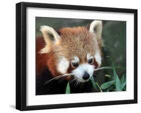 Red Panda, Taronga Zoo, Sydney, Australia-David Wall-Framed Photographic Print