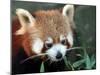 Red Panda, Taronga Zoo, Sydney, Australia-David Wall-Mounted Photographic Print