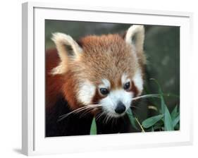 Red Panda, Taronga Zoo, Sydney, Australia-David Wall-Framed Photographic Print