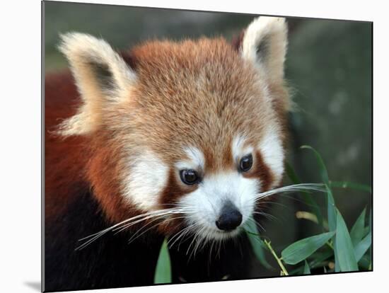 Red Panda, Taronga Zoo, Sydney, Australia-David Wall-Mounted Photographic Print