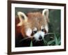 Red Panda, Taronga Zoo, Sydney, Australia-David Wall-Framed Photographic Print
