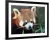 Red Panda, Taronga Zoo, Sydney, Australia-David Wall-Framed Photographic Print