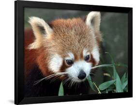 Red Panda, Taronga Zoo, Sydney, Australia-David Wall-Framed Photographic Print