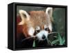 Red Panda, Taronga Zoo, Sydney, Australia-David Wall-Framed Stretched Canvas