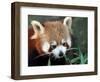 Red Panda, Taronga Zoo, Sydney, Australia-David Wall-Framed Photographic Print