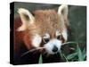 Red Panda, Taronga Zoo, Sydney, Australia-David Wall-Stretched Canvas