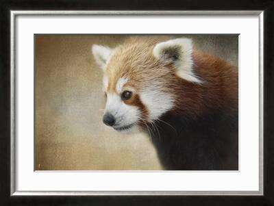 Red Panda Watching Giclee Print Jai Johnson Allposters Com