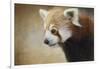 Red Panda Watching-Jai Johnson-Framed Giclee Print