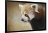 Red Panda Watching-Jai Johnson-Framed Giclee Print