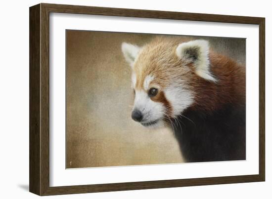 Red Panda Watching-Jai Johnson-Framed Giclee Print