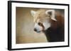 Red Panda Watching-Jai Johnson-Framed Giclee Print