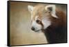 Red Panda Watching-Jai Johnson-Framed Stretched Canvas