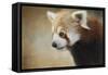 Red Panda Watching-Jai Johnson-Framed Stretched Canvas
