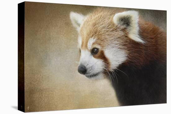 Red Panda Watching-Jai Johnson-Stretched Canvas